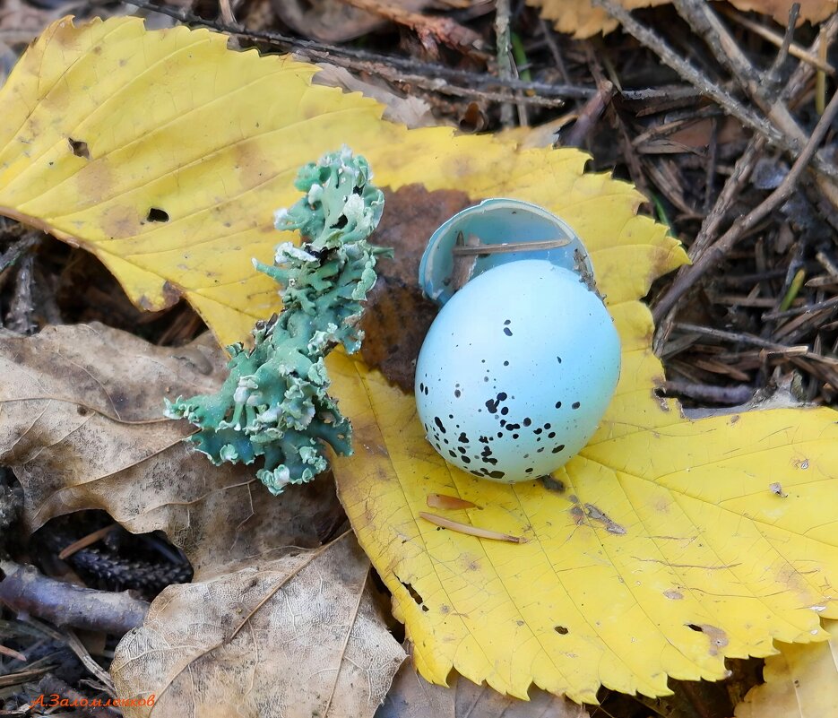 Вы видали яйца у дроздов, почему они такие голубые? :-) - Андрей Заломленков