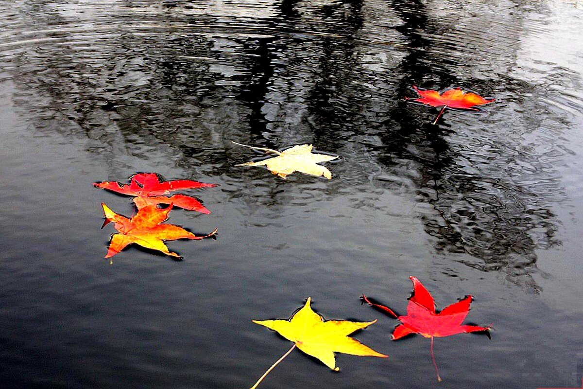 Опавшие осенние листья плывут по воде - Юрий. Шмаков