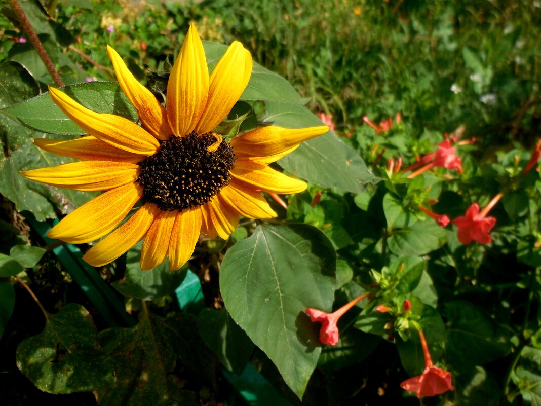 Солнечный цветок - Надежда 