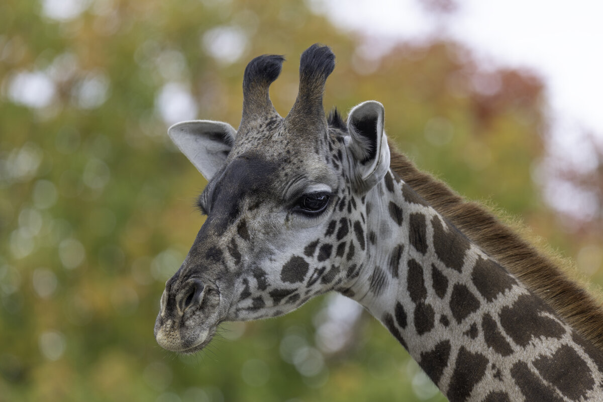 Masai giraffe - Al Pashang 