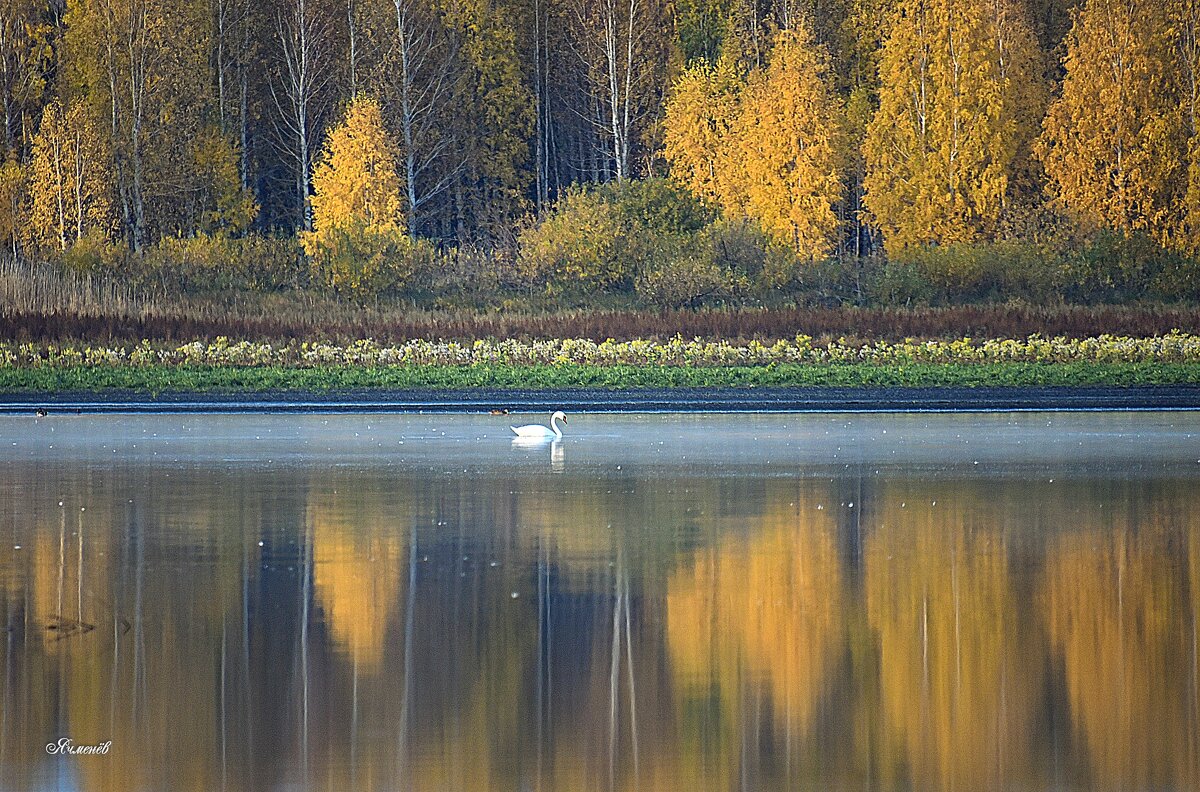 Осеннее отражение - Геннадий Ячменев