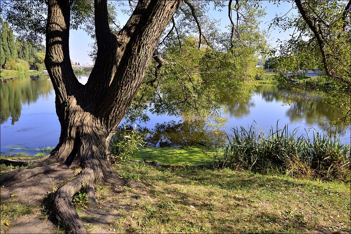 ..... - Сеня Белгородский