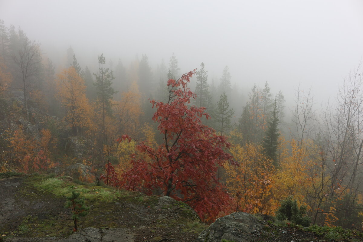 Костёр в тумане - Ольга 