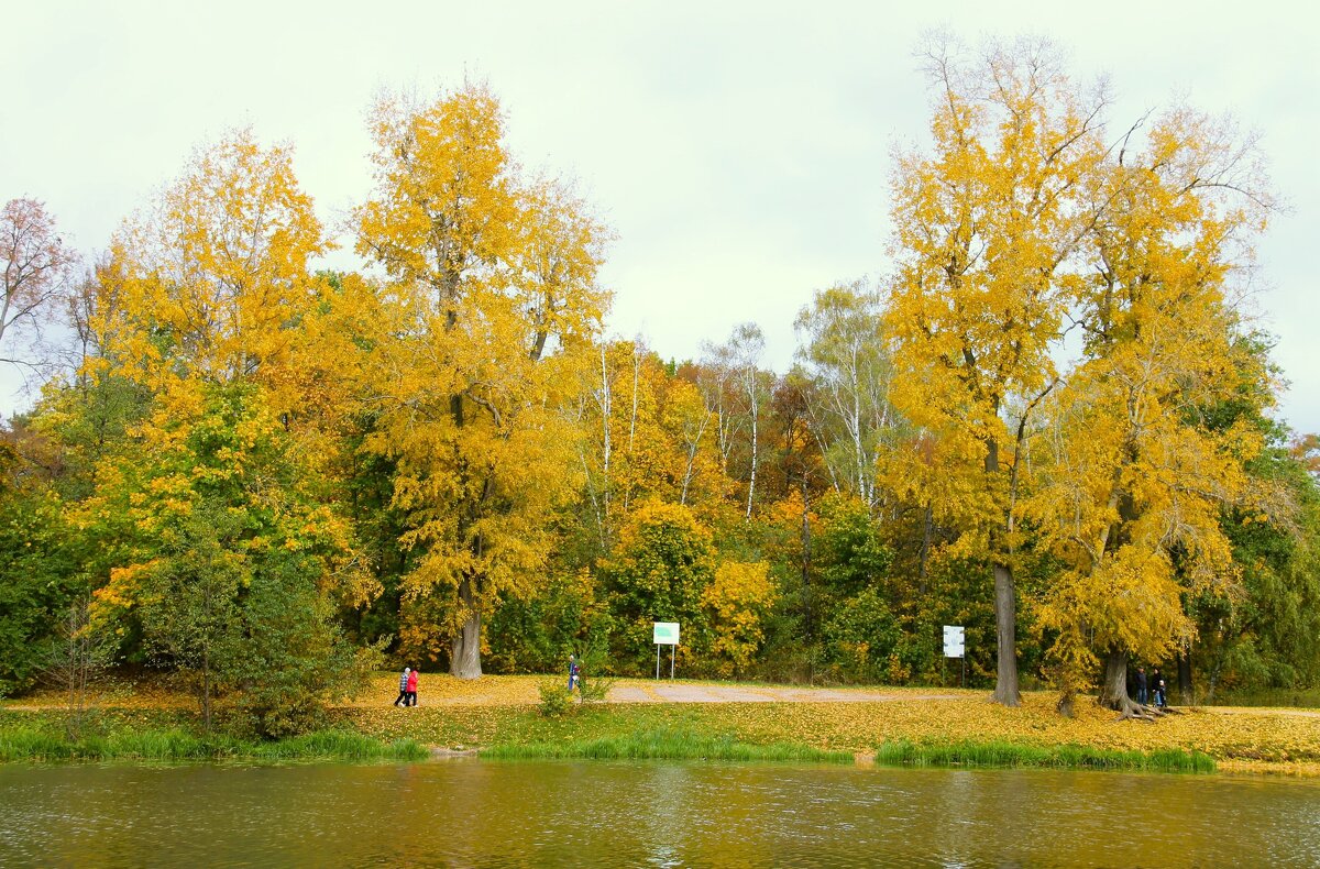 Желтая осень фото