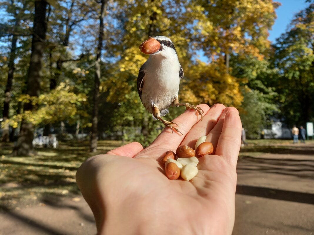 Поползень - Сапсан 