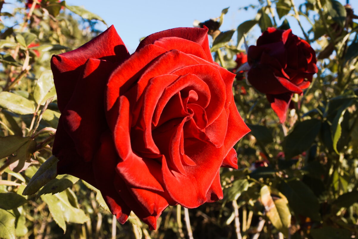 Красная Роза - Giant Tao /