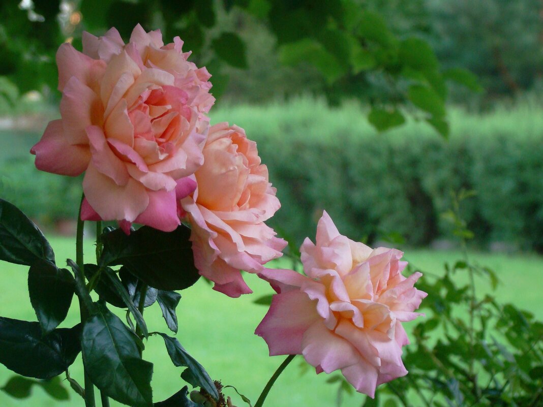 "Как хороши, как свежи были розы..." И.Мятлев - Syntaxist (Светлана)