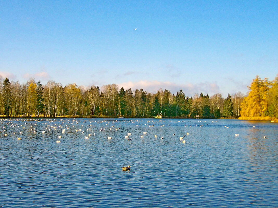 Птицы на Белом озере. - Лия ☼