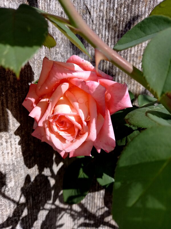 Так тепло и солнечно, что розы снова зацвели - tatyana 