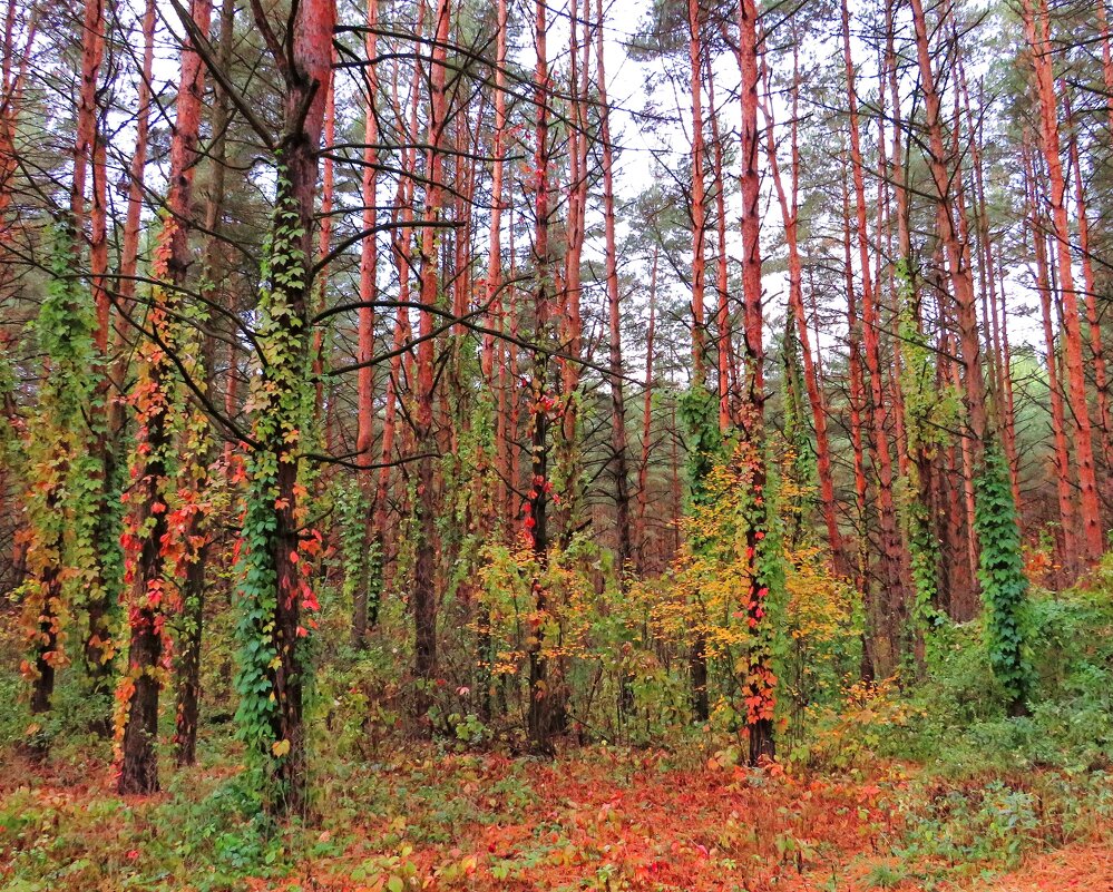 Нарядный лес - Андрей Снегерёв