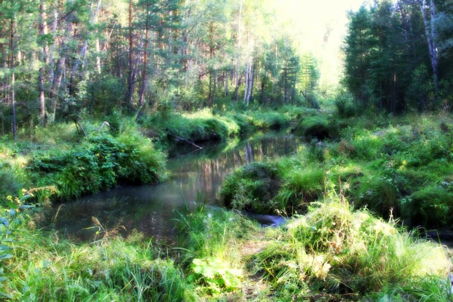 Речка в лесу - Себастьян Бах