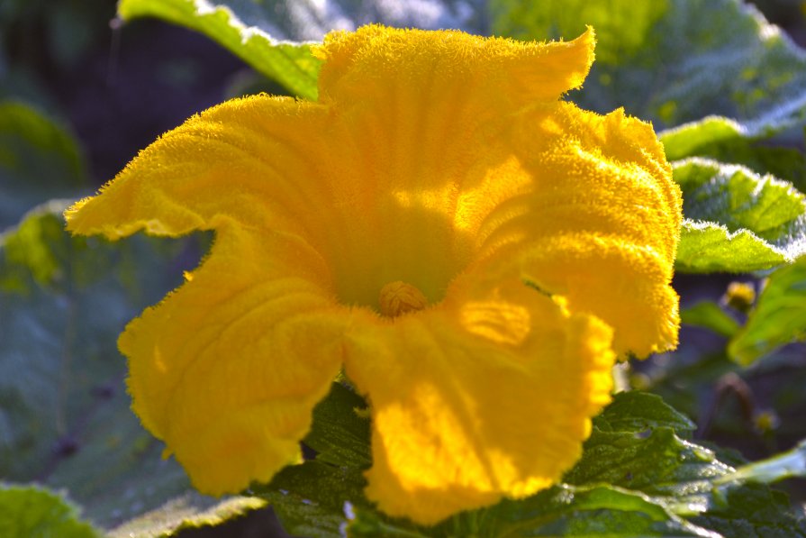 Цвіт гарбузки - Сливка Вікторія