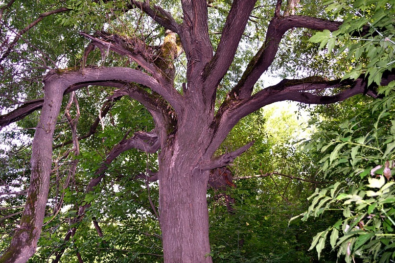 древнее дерево - Ася Гупало