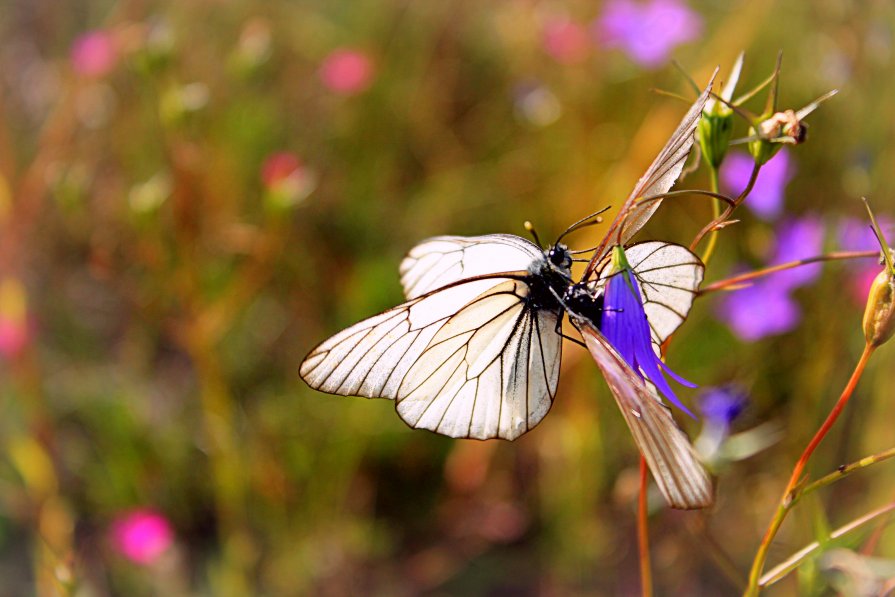 butterflies - Arina Kekshoeva