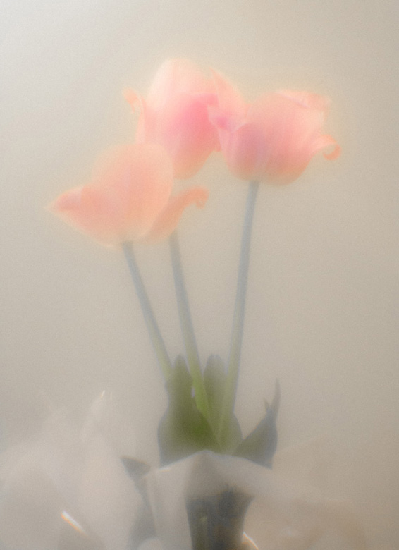 Тюльпаны - Андрей Селиванов