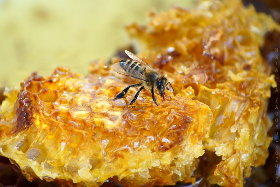 пчела лакомится мёдом в сотах..."мёд в сотах"-волшебное словосочетание.. - Наталья Загорулько