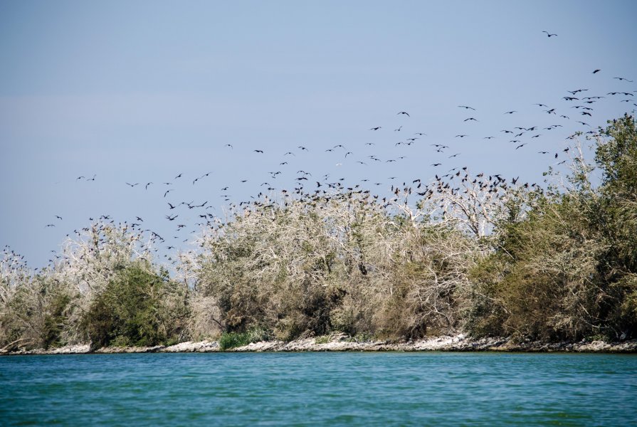 Стая птиц над Цимлянским водохранилищем - Ирина Уварова