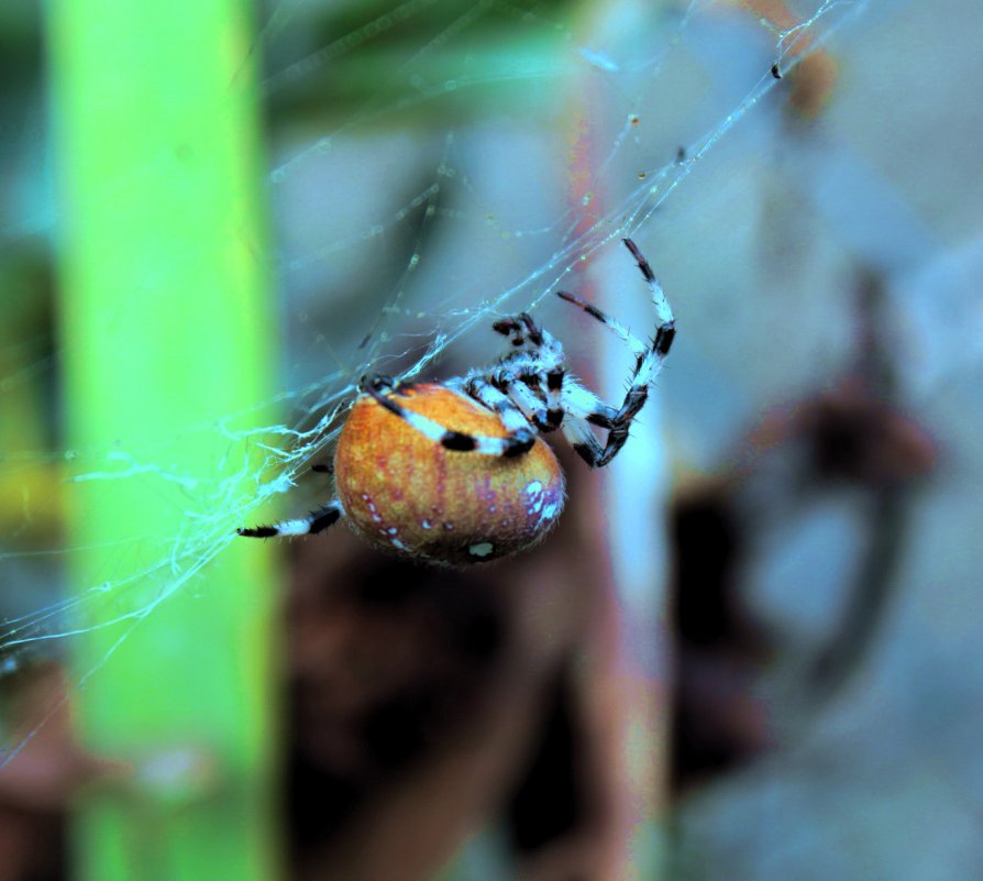 Spider in the garden - Мария Полосина