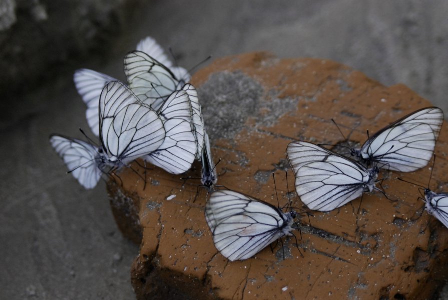 бабочки - Дарья Семёнова