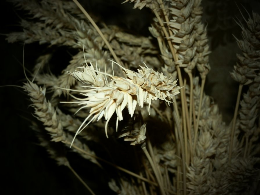 пшеница - Катерина Коханова