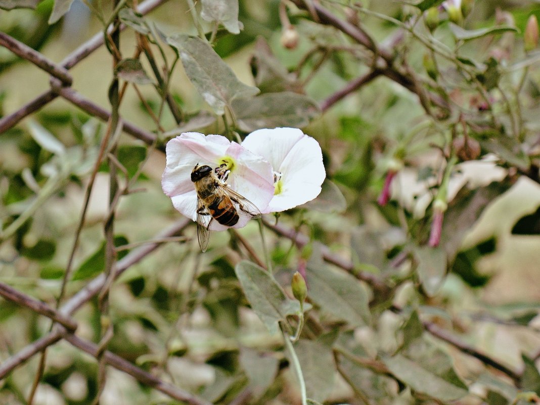 Пчелка - Illinois c.