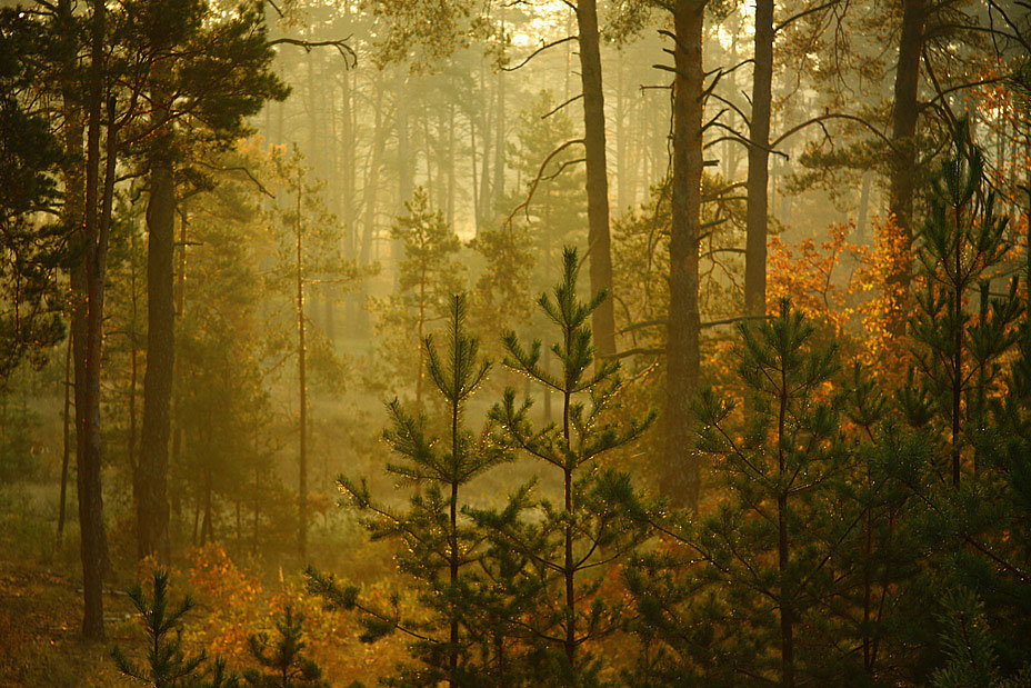 Утро в лесу - Олег Самотохин