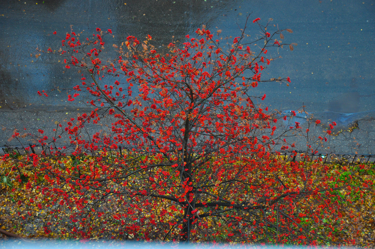 Красная рябина под моим окном - Светлана 