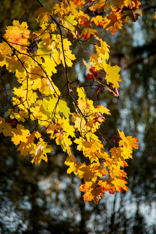 Осенний шепот листвы.... - Ангелина Хасанова
