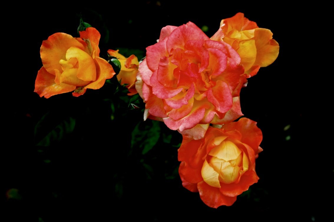 Розовые розы - medvedb 