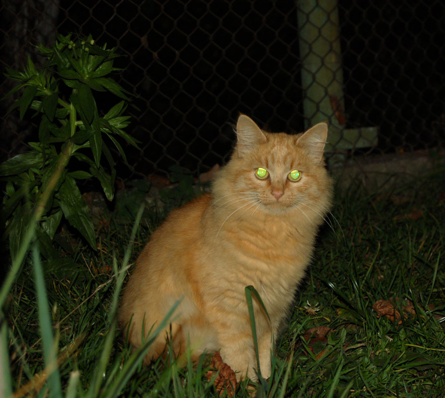 кот с зелёными глазами - Юлия 