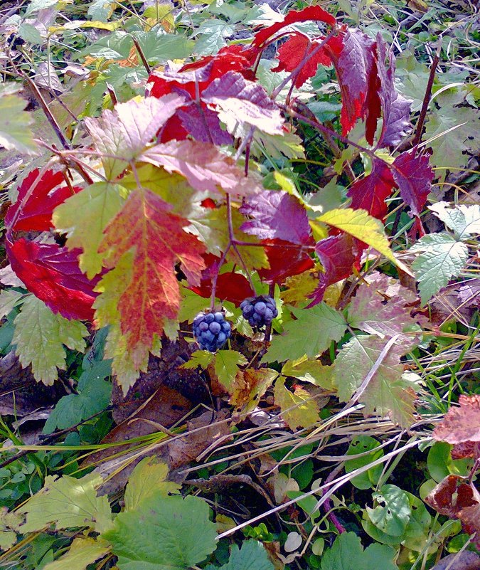 Осенняя ягода - Лариника Кузьменко