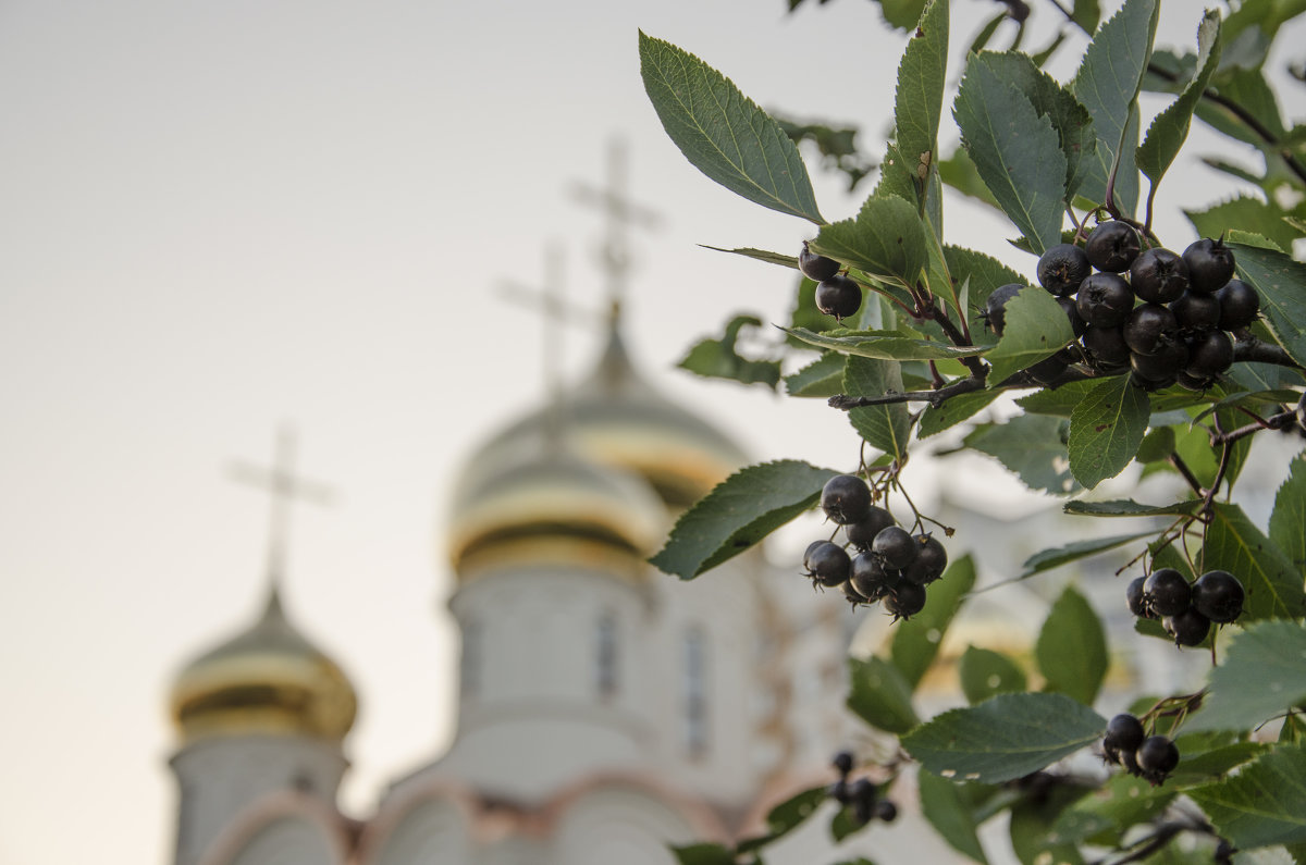 На фоне черноплодной рябины.. - Мария Миргородская