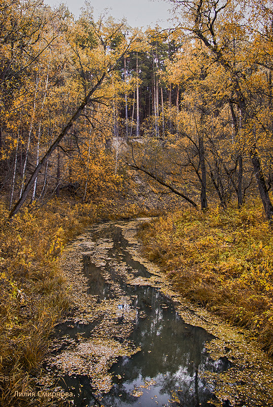 Золотая осень на реке Артынке. - Лилия *