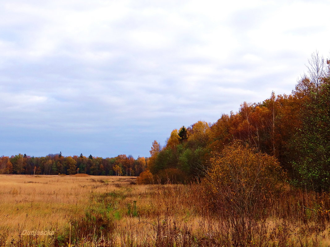 Разноцветная осень, лес... - Антонина Гугаева