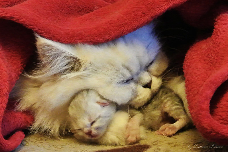 Кошка-мама с новорожденным котёнком - Светлана Кузина