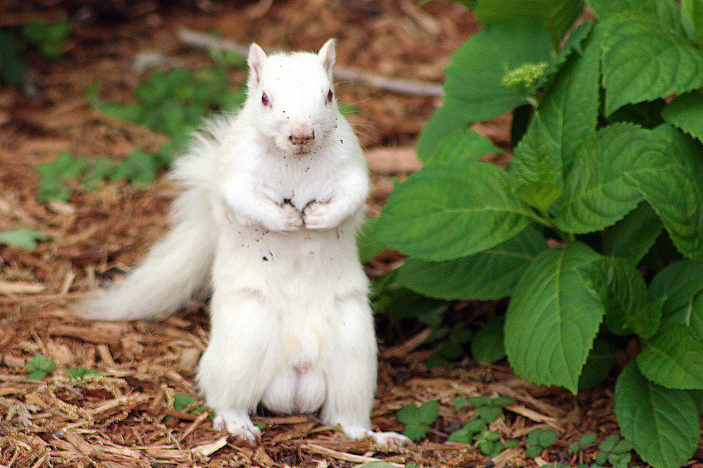 Albino Squirrel - Naty ***