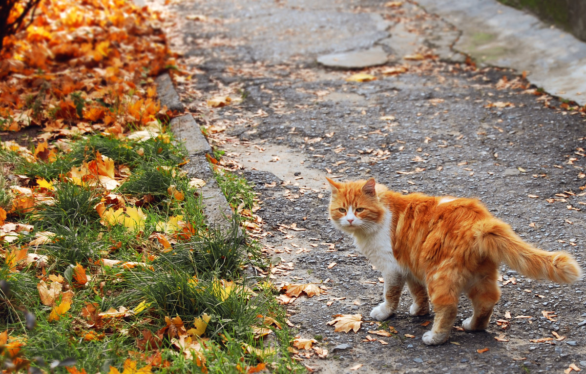 Осенний кот - Екатерина Соаха