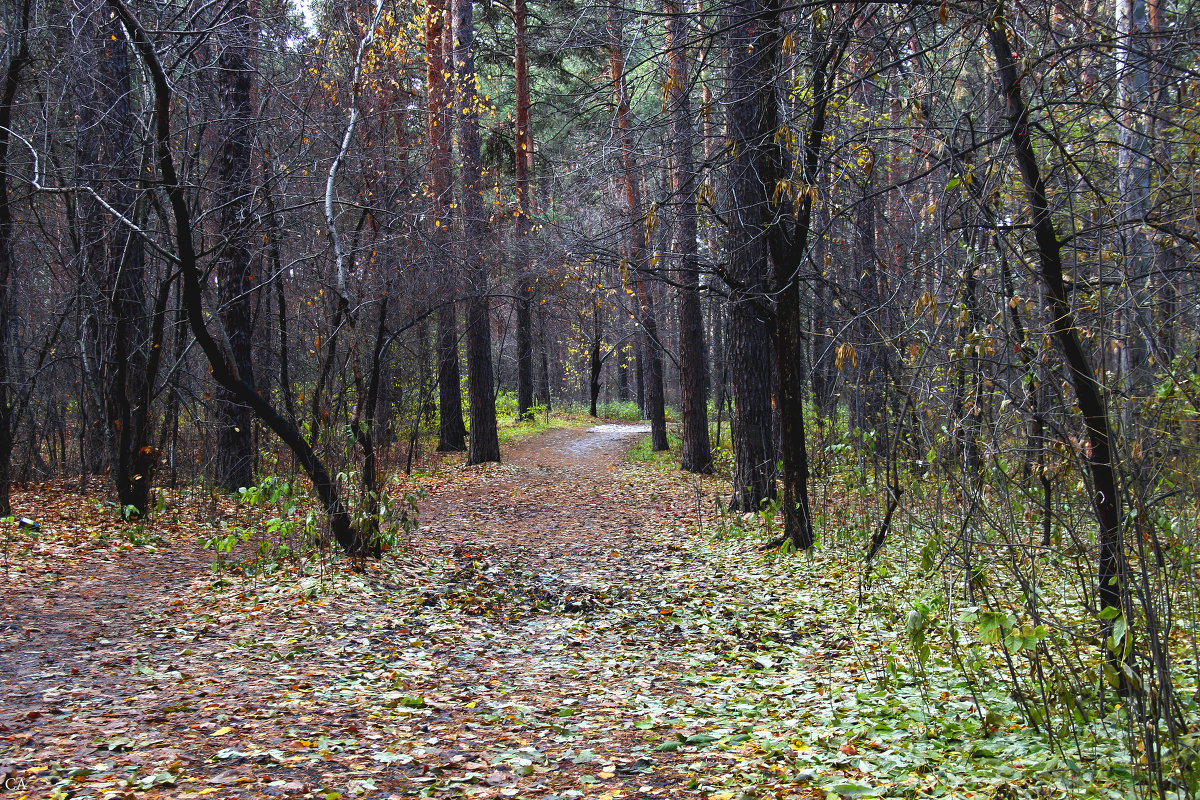 *** - Александр Садовский