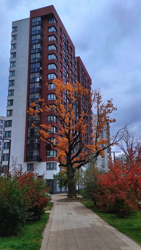 Осенний дуб в городе - Марина Мамзина (Калета)