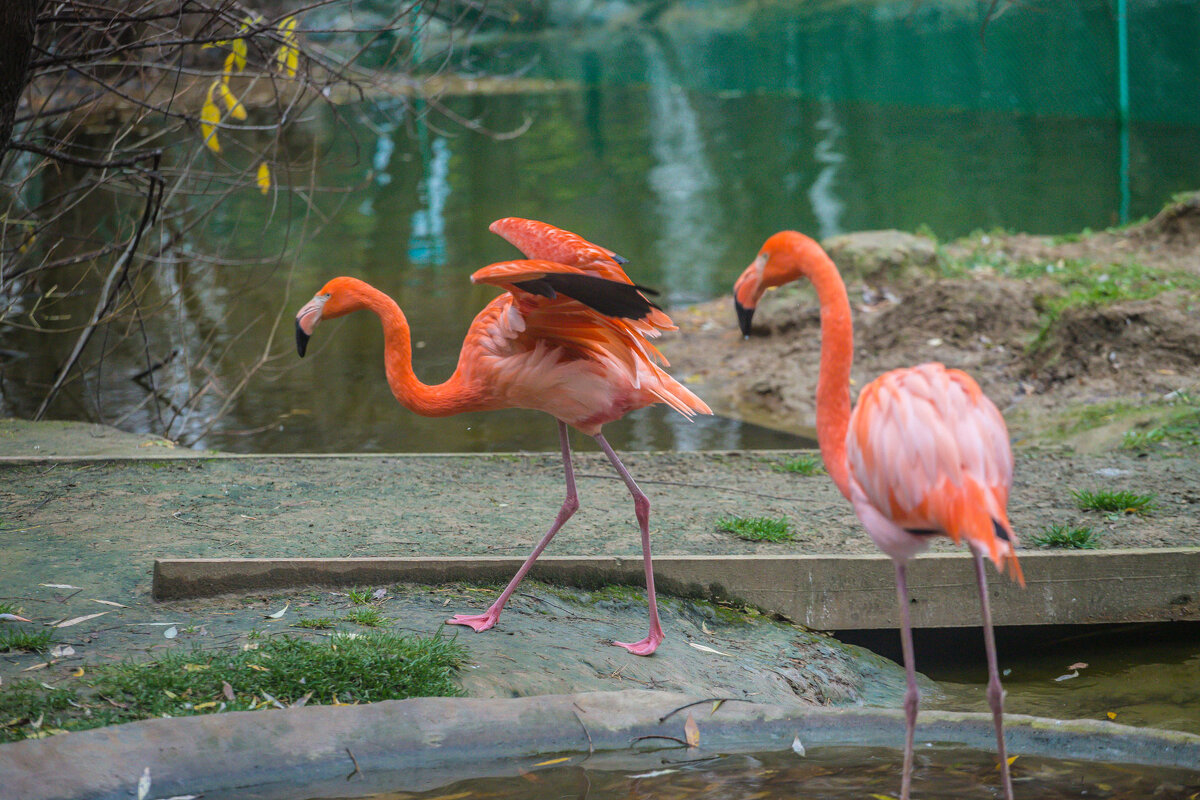 фламинго - аркадий 