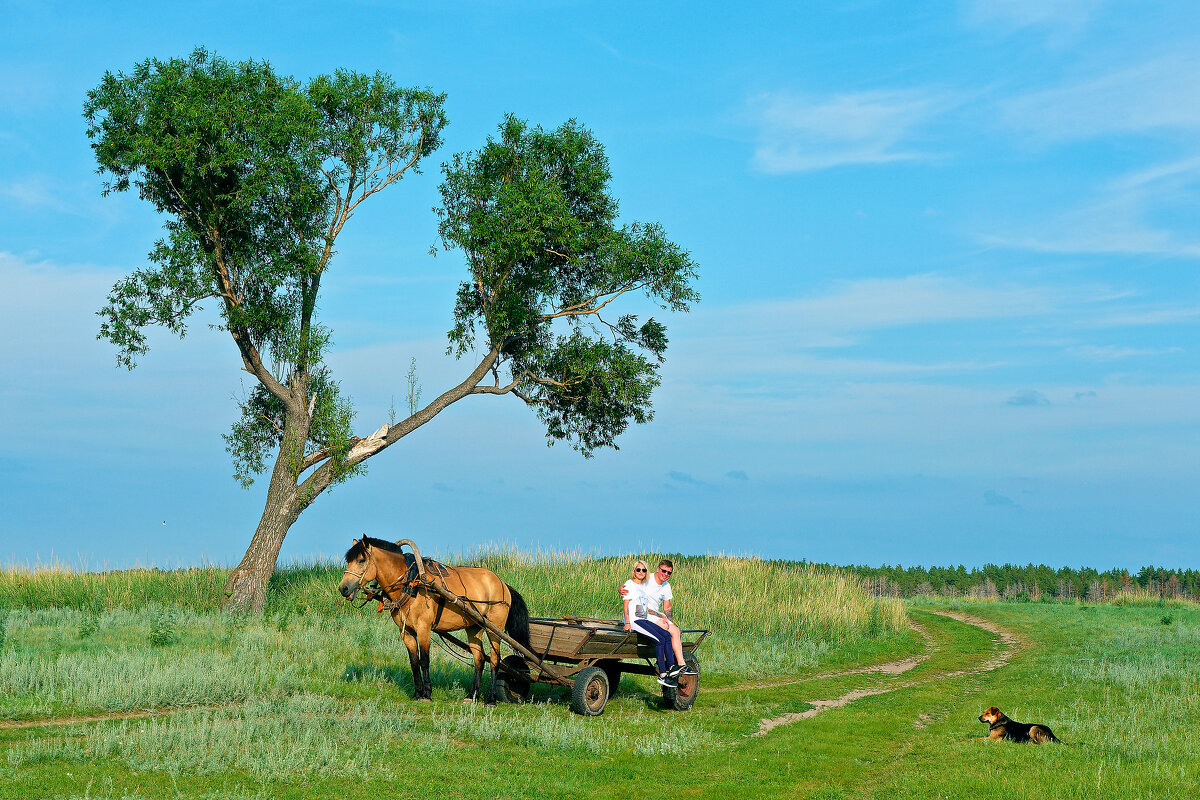 Фотосессии с лошадьми - Дмитрий Конев