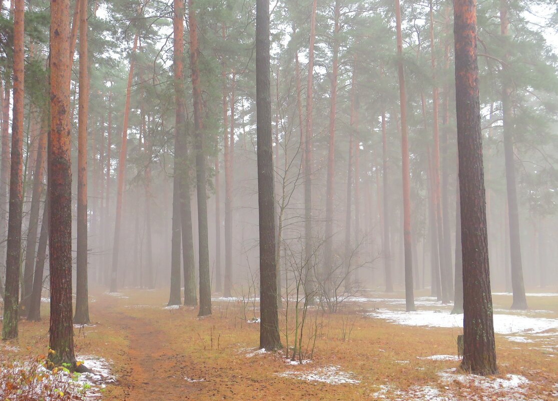 Тропинка в туманный лес - Андрей Снегерёв