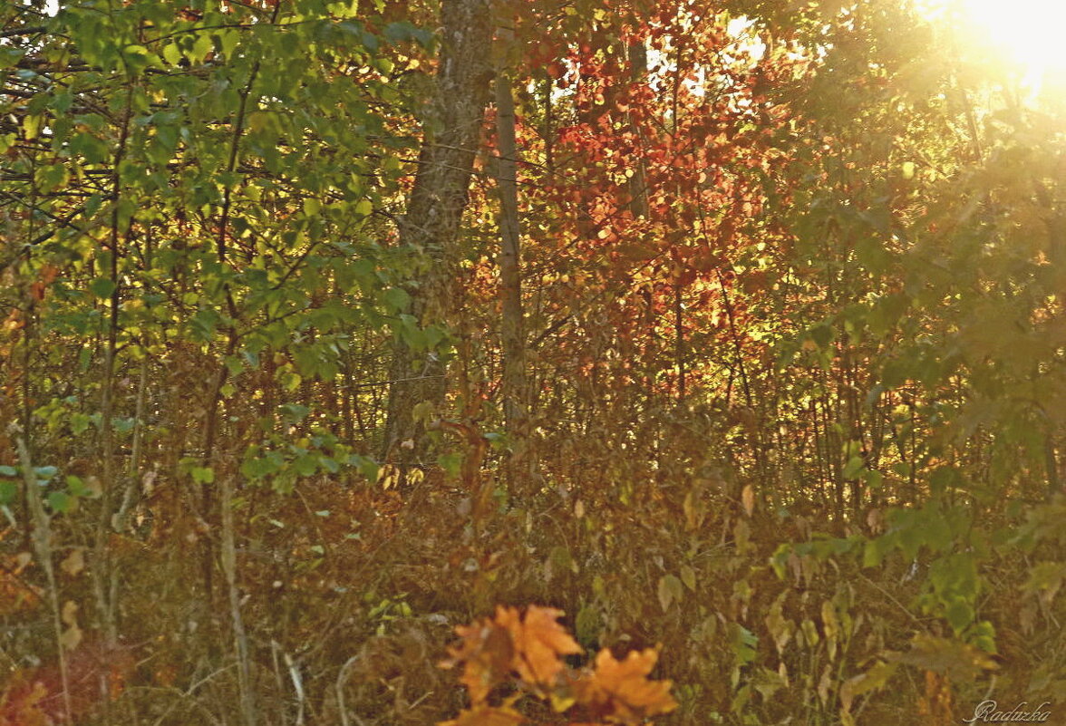 Осень в чаще лесной - Raduzka (Надежда Веркина)