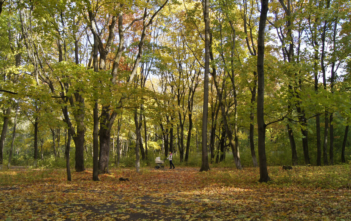 Осень в парке "Ботаника" - Елена Кирьянова