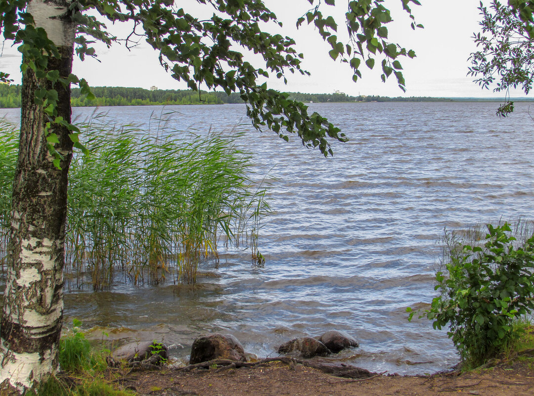 Ненастье на озере - Любовь Зинченко 
