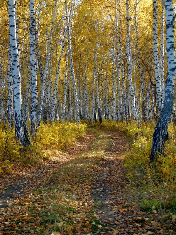 В осенний лес ведёт дорога. - nadyasilyuk Вознюк