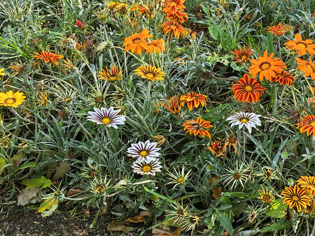 Один  из цветников Верхнего Ораниенбаумского парка - Стальбаум Юрий 