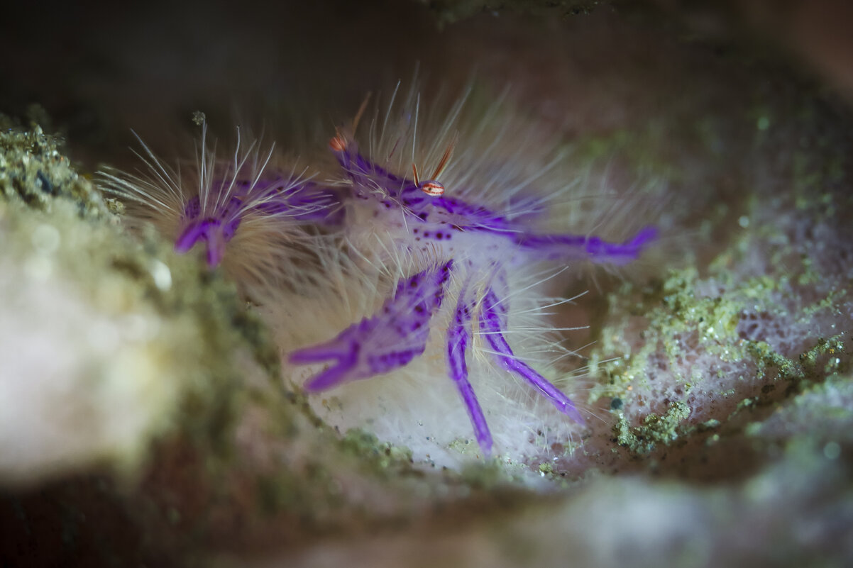 Hairy Squat Lobster (Lauriea siagiani) - алексей афанасьев