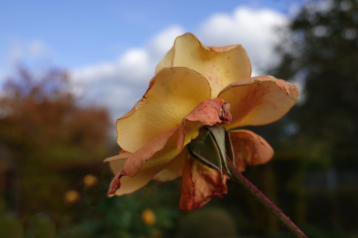 Осенние розы - прелестные, грустные розы!... - Galina Dzubina