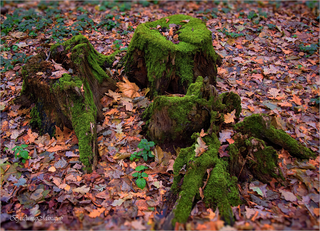 "Замшелый на ковре из листьев"© - Владимир Макаров